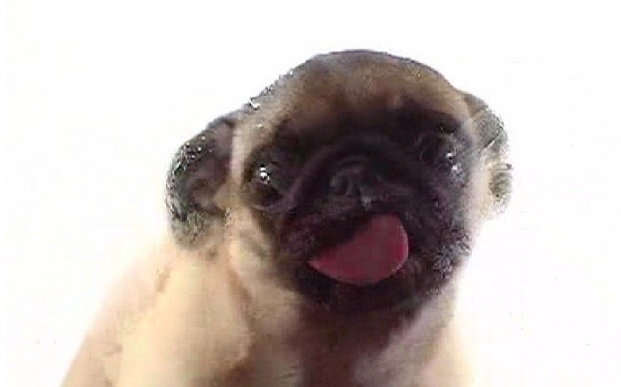 El carlino Frank no se cansa nunca