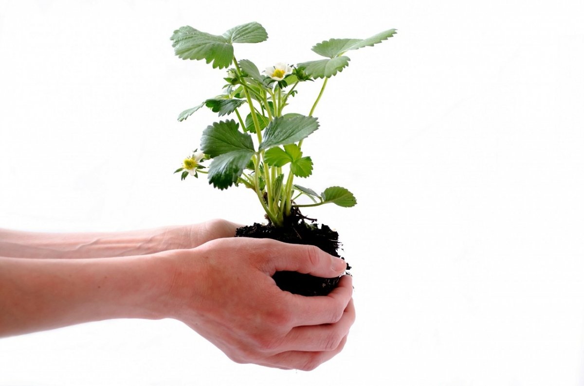 Plantas y humanos podrán interactuar