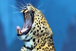 Leopard