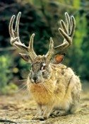 Ubuntu Jaunty Jackalope