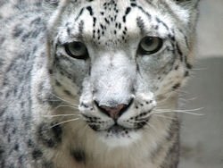 Snow Leopard