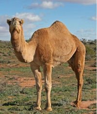 Perl