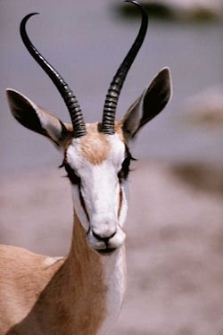 Gazelle