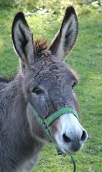 eMule