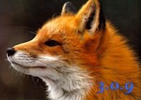 Firefox 3.0.9