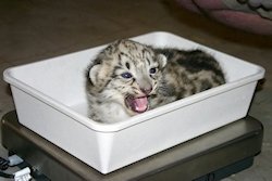 Snow Leopard