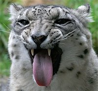 Snow Leopard