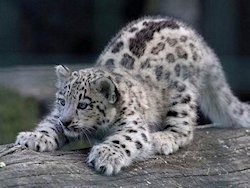 Snow Leopard