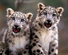 Snow Leopard 10.6.1