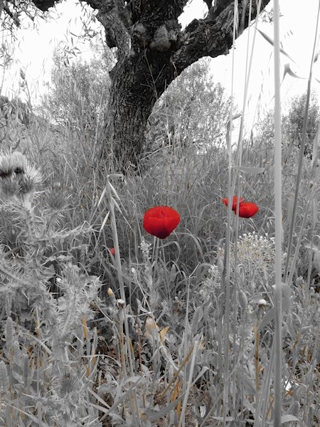 Efectos de fotografía gratis: Tintii Photo Filter