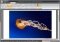 Abdio PDF Editor image 1 thumbnail