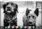 Adobe Photoshop Express image 6 thumbnail