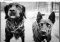 Adobe Photoshop Express image 7 thumbnail