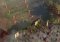 Age of Empires 3 image 6 thumbnail