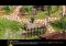 The Asian Dynasties image 6 thumbnail