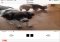 AllCast iPhone image 2 thumbnail