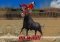 Angry Bull Simulator Android image 3 thumbnail