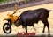 Angry Bull Simulator Android image 4 thumbnail