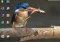 Animosaix image 1 thumbnail