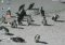 Animosaix image 3 thumbnail