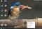 Animosaix image 5 thumbnail