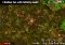 Anthill iPhone image 5 thumbnail