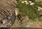 Arcania: Gothic 4 image 2 thumbnail