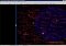 AstroSynthesis image 2 thumbnail