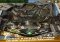 Bethesda Pinball iPhone image 2 thumbnail