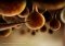 Botanicula Android image 6 thumbnail