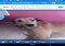 Change de Tête Android image 8 thumbnail