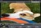 Camera Awesome Android image 3 thumbnail