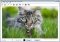 Cartoonist image 1 thumbnail