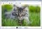 Cartoonist image 3 thumbnail