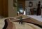 Cat Simulator Android image 3 thumbnail