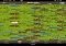 Celtic Tribes Android image 3 thumbnail