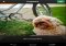 Cinemagram Android image 2 thumbnail