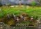 Elven Legacy image 1 thumbnail