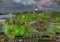 Elven Legacy image 2 thumbnail
