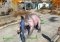 Fallout 4 Creature Follower Mod image 1 thumbnail