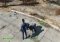 Fallout 4 Creature Follower Mod image 6 thumbnail