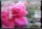 FastPictureViewer image 2 thumbnail