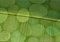 FastStone MaxView image 3 thumbnail