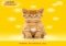 Friskies Call Your Cat Android image 3 thumbnail