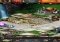 Game of War Android image 3 thumbnail