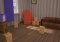 Hello dog of Neighbor Android image 5 thumbnail