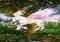 Hidden Mahjong Unicorn Garden Android image 3 thumbnail