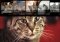 iTube Downloader image 7 thumbnail