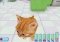 Kitty Luv image 4 thumbnail