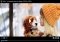 Media Player image 8 thumbnail